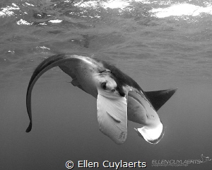 Manta up & close by Ellen Cuylaerts 